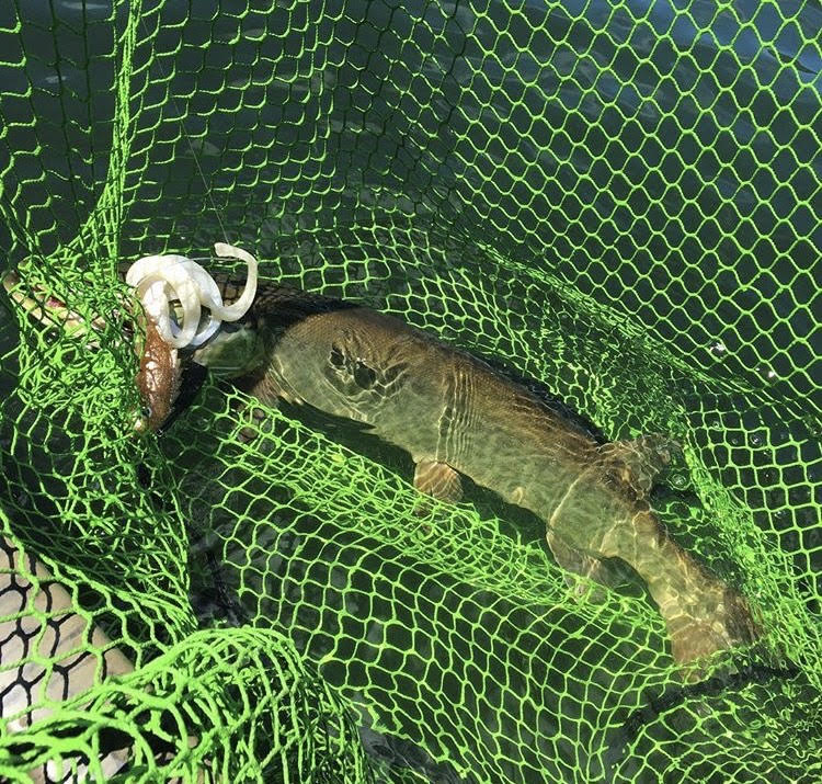 bass fishing net Solo Slimer Net | F8
